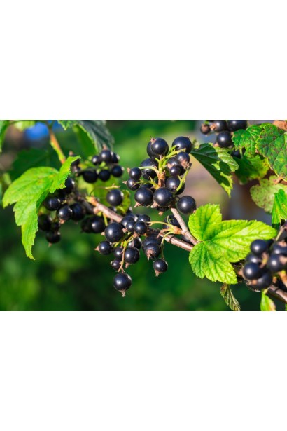 Ribes nigrum Pharaoh